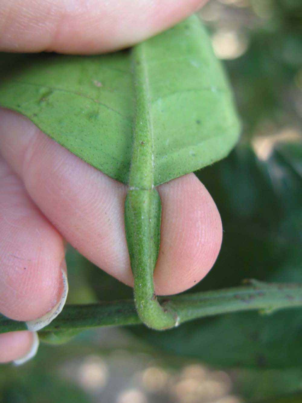              Petiole (Winter Haven, FL)       